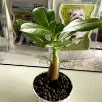 アデニウム,アデニウム オベスム,塊根植物,砂漠の薔薇 アデニウム,アデニウム属の画像