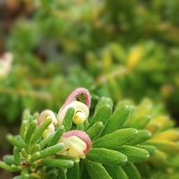 グレビレア,グレビレア ラニゲラ,グレビレア　ジュビリー,観葉植物,熱帯植物の画像