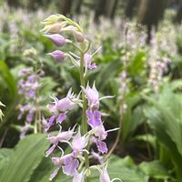 エビネ,ナツエビネ,エビネ（海老根蘭）,山野草,絶滅危惧種の画像