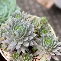 センベルビウム,ブルーボーイ,多肉植物,多肉の花,緑のある暮らしの画像