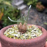 アボニア・クイナリア,多肉植物,鉢植え,塊根植物,珍奇植物の画像