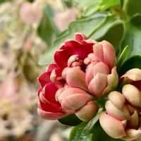 ガイラルディア,カランコエ クイーンローズ,カランコエ クイーンローズ パリ,カランコエクイーンローズパリ,アスターミステリーレディの画像