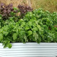 バジル,大葉,パセリ,北海道,紫蘇の画像