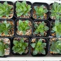 ハオルチア,ハオルチア シンビフォルミス,ハオルチア レツーサ,ハオルチア ラモサ,多肉植物の画像