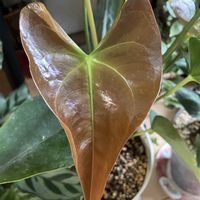 アンスリウム,仙人の舞, ブロンズ姫,多肉植物,観葉植物の画像