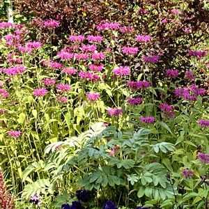 ハーブガーデン,ハーブ大好き,お出かけ先の画像