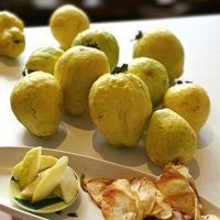 グァバ,グァバ,バンジロウ,沖縄,おうち園芸の画像