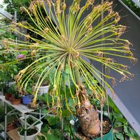 塊根植物,ブーファン ディスティカの画像