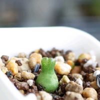 コノフィツム・アカベンセ,多肉植物,観葉植物,塊根植物,塊根の画像