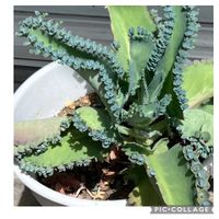 子宝弁慶草,多肉植物,玄関アプローチの画像