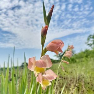 スイセン,水仙,今日の花,岐阜県,多肉男子の画像