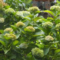 ハイドランジア,ハイドランジア マジカル,紫陽花マジカル,マジカル,紫陽花 アジサイ あじさいの画像