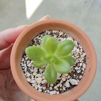 金のなる木,多肉植物,葉挿し,初心者,ベランダの画像