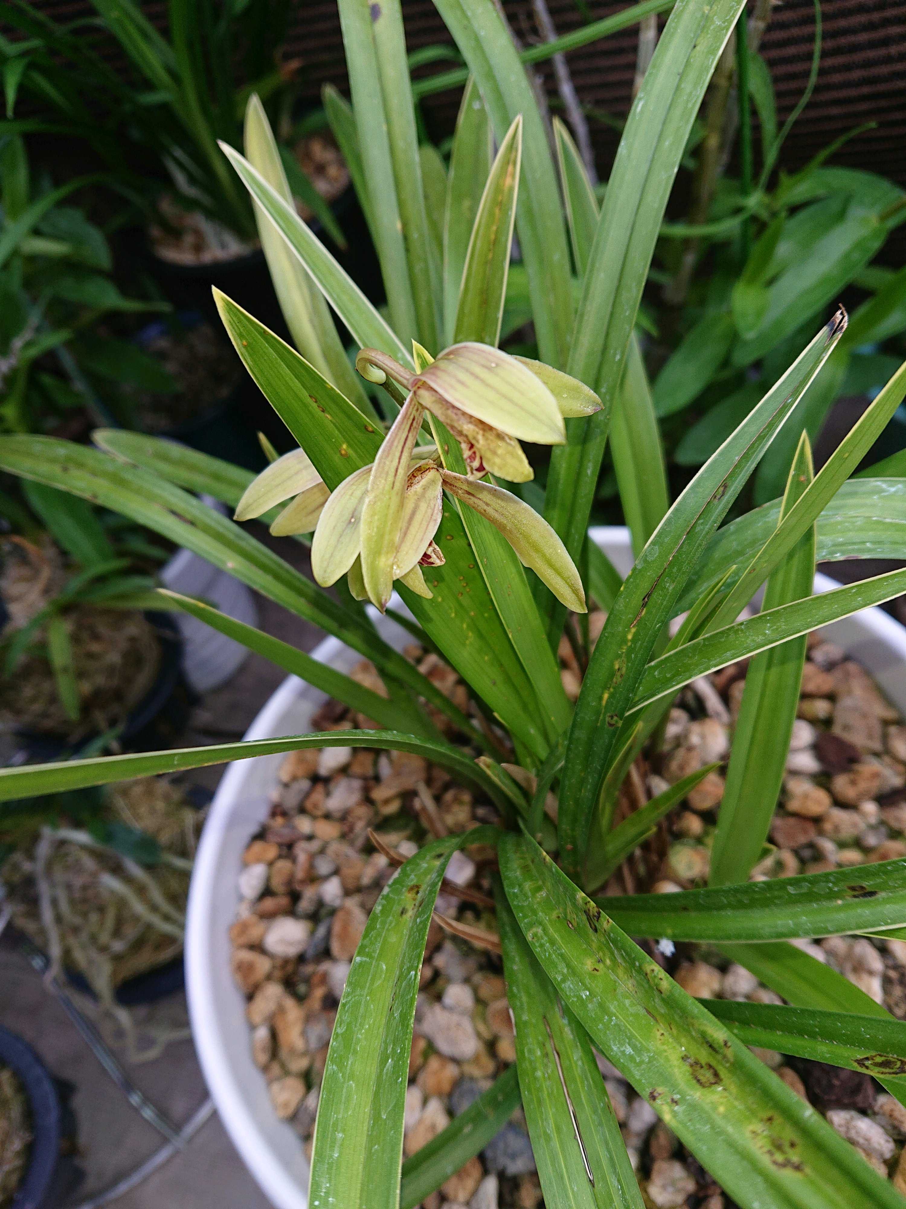 スルガラン・駿河蘭の一覧｜🍀GreenSnap（グリーンスナップ）