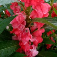 ホウセンカ,種から,SDGs,心に笑顔の花を,真っ赤な火曜日の画像