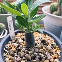 アデニウム アラビカム,アデニウム アラビカム,観葉植物,ガーデニング初心者,ベランダの画像