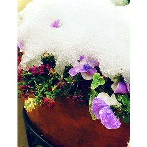 花のある暮らし,GSに感謝。,エントランスの画像
