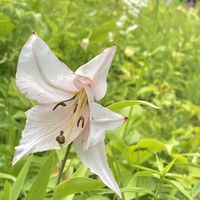 ユリ,ササユリの画像