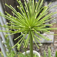 アガパンサス,アガパンサスの花後の画像