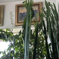サボテン,剪定後,彩雲閣,植物と暮らす,剪定の画像