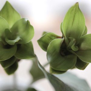 クルクマ,クルクマ,植物,グリーンのある暮らし,グリーン！グリーン！グリーン！の画像