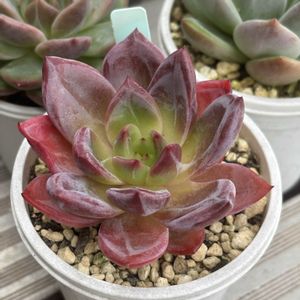 レッドシャーロット,多肉植物,成長記録,タニラー,多肉男子の画像