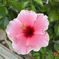 ハイビスカス,ドライフラワーのある暮らしの画像