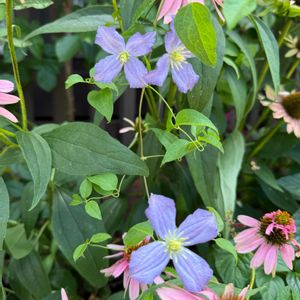 夏の庭,クレマチス プリンスチャールズ,ガーデニング,フロントガーデン,宿根草♪の画像