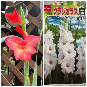 グラジオラス,赤い花,鉢植え,白い花,花のある暮らしの画像