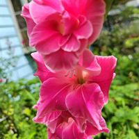 グラジオラス,グラジオラス,グラジオラス,フラワーアレンジ,地植えの画像