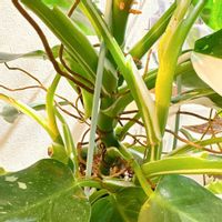 フィロデンドロン,フィロデンドロン・ホワイトプリンセス,観葉植物,グリーンのある暮らし,保護犬の画像