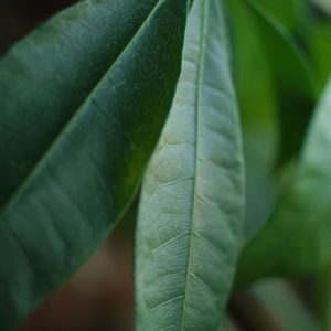ハオルチア,多肉植物,観葉植物,塊根植物,サボテン科の画像