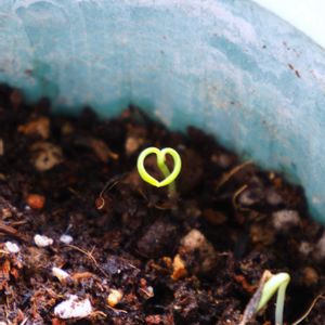 ナチュラルガーデン,田舎暮らし,花のある暮らし,みどりのある暮らしの画像