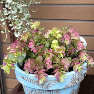 花のある暮らし,素敵色,かわゆい♡,オレガノ ミルフィーユリーフ,観葉日♧の画像