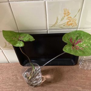 カラジウム,花のある暮らし,南国の花,in鹿児島,ハーブ女子の画像