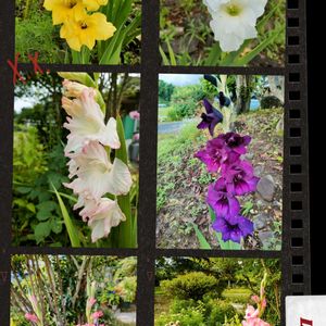 グラジオラス,ガーデニング,花のある暮らし,今日のお花,庭の画像