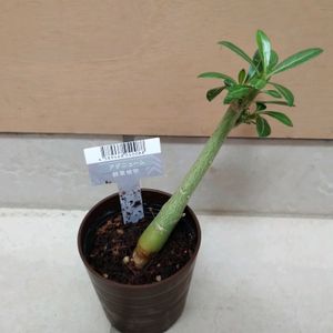 アデニウム,アデニウム,観葉植物,ダイソー産,ベランダの画像