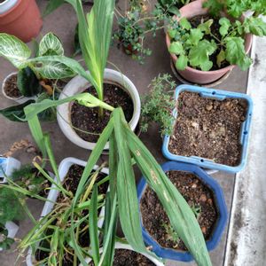 グラジオラス,マツバボタン,シルクジャスミン,フィロデンドロン,キンギアナムの画像