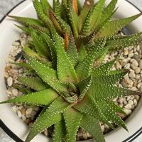 十二の巻,硬葉系ハオルチア,ハオルチアファスキアータ,キュンキュン乙女倶楽部,キュンキュン乙女倶楽部No.243の画像