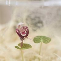 コリバス,コリバス,観葉植物,洋ラン,地生蘭の画像
