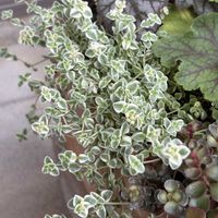 癒し,まだまだ初心者,多肉植物のある暮らし,観葉植物のある暮らし,お花のある暮らしの画像