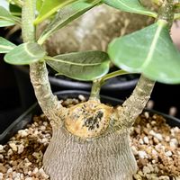 アデニウム,アデニウム オベスム,アデニウム オベスム,多肉植物,神奈川タニラーの画像