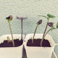 サンゴアブラギリ,多肉植物,塊根植物,実生,コーデックスの画像
