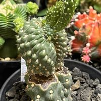 拳骨団扇,拳骨団扇,キリンドロプンチア 拳骨団扇,多肉植物,サボテン科の画像