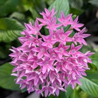 ペンタス,信州大好き⛰️,ピンクの花,今日の花,ピンクのお花の画像