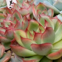 寄せ植え,多肉植物,葉挿し,リメ缶,多肉寄せ植えの画像