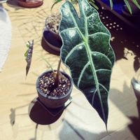 アロカシアアマゾニカ ポリー,観葉植物の画像