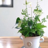 アンスリウム,プテリス,かわいいな♡,花のある暮らし,植物のある暮らしの画像