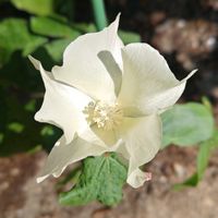 ワタ,綿の花,白い花,いつもの公園,頑張れ　大谷翔平選手の画像