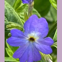 ジニア,ベゴニア,とうもろこし,ブロワリア,花のある暮らしの画像